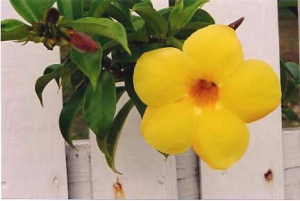 yellowflower2
